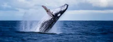 L’IA veille sur les baleines avec Whalecast