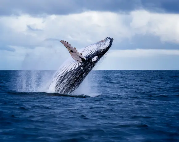 L’IA veille sur les baleines avec Whalecast