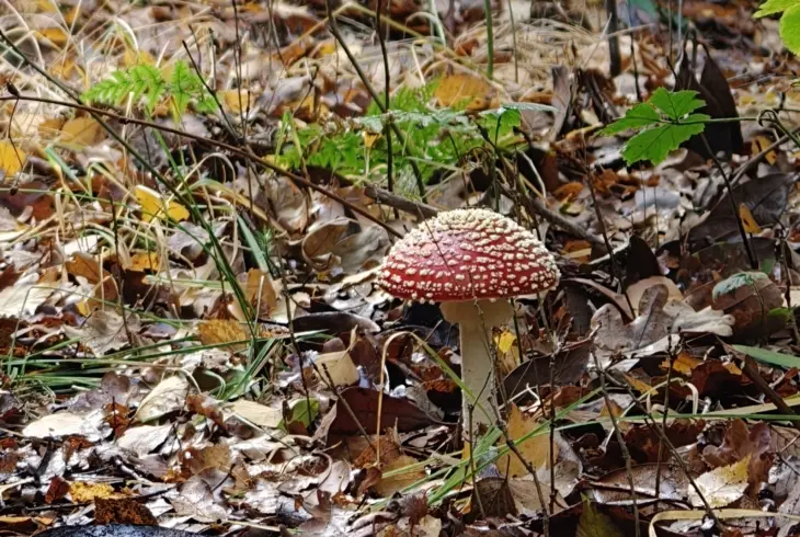 Oppo Find X9 Pro Paddo Crop Oppo Find X9 Pro Paddo Crop