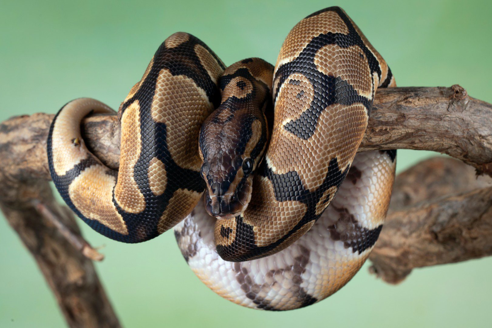 Le langage de programmation Python perd en popularité - ITdaily.