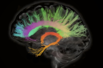 Cranium porte le cingulum : connecter et protéger avec une attention particulière à la régulation.